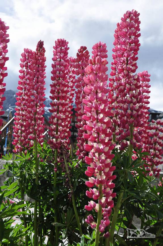 Flores muito comuns na região de Ushuaia, no sul da Terra do Fogo, na Argentina